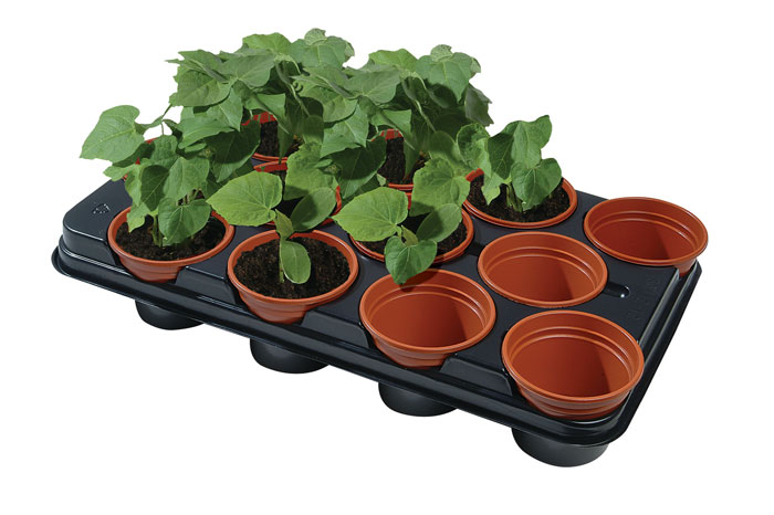  Growing tray with 12 x 11cm pots