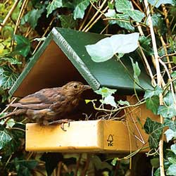 Blackbird Nest Box
