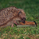 Hedgehog Snack Feeding Bowl