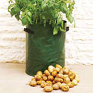 Potato Growing Kits